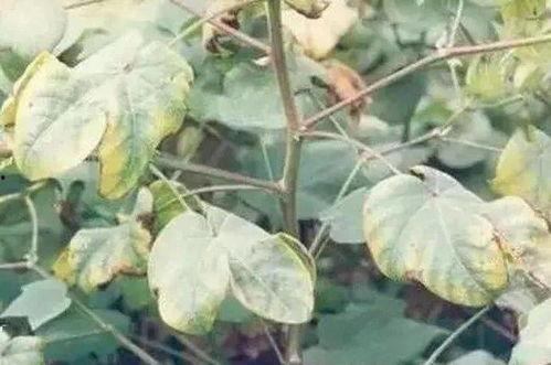 方圆抖音网红黑料真实吗,真相与谣言的交织