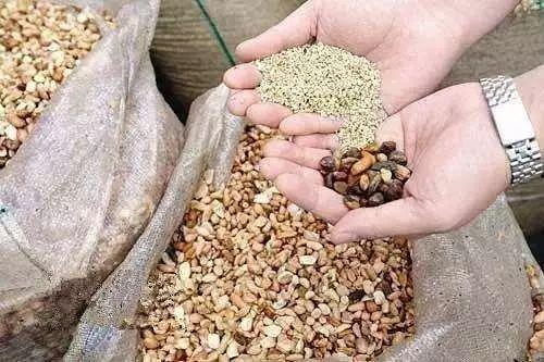 网红花生吗黑料