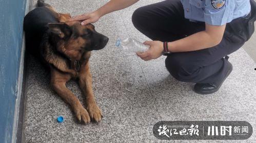 警犬张津瑜黑料网,真相与争议的交织