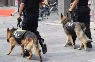 警犬张津瑜黑料网,真相与争议的交织