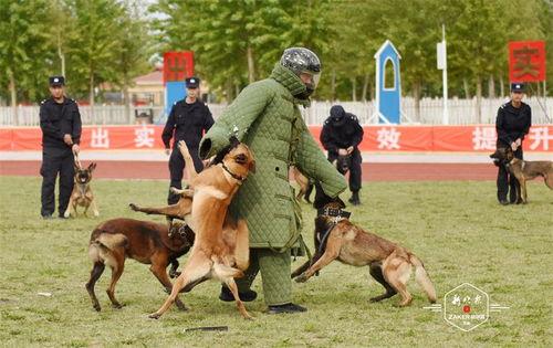 警犬张津瑜黑料网,真相与争议的交织